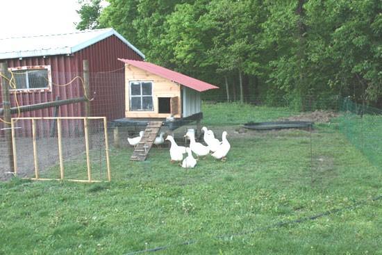 41785_duck-enclosure1.jpg