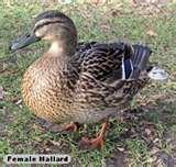 41785_female_mallard.jpg