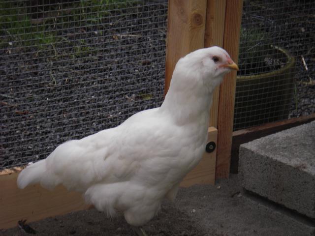 41814_imgp0090.jpg