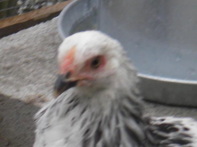 41814_imgp0093.jpg