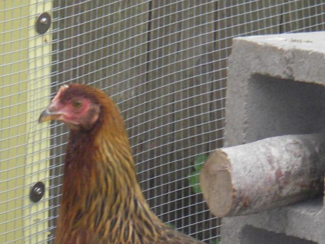 41814_imgp0102.jpg