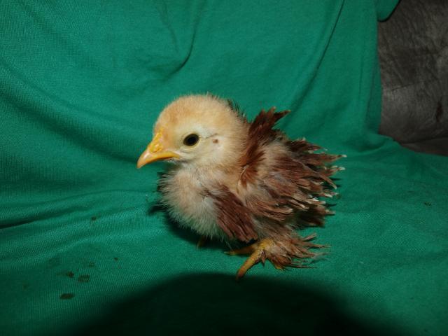 41831_2week_old_chicks_004.jpg