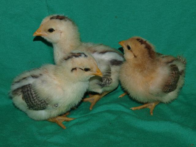 41831_2week_old_chicks_014.jpg