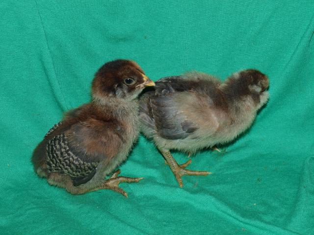 41831_2week_old_chicks_017.jpg