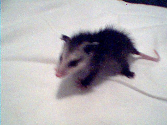 41909_black_baby_possum001.jpg
