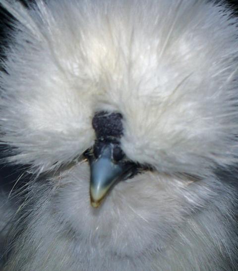 41932_older_chicks5_3.jpg