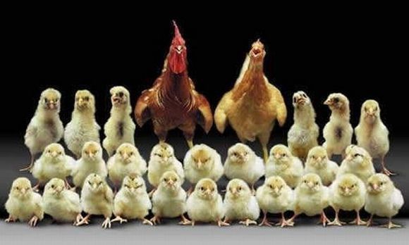 41950_chicken_family.jpg