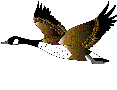 41950_duck_flies.gif