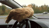 41950_funny-car-photos-chicken-steering-wheel-eggs.gif