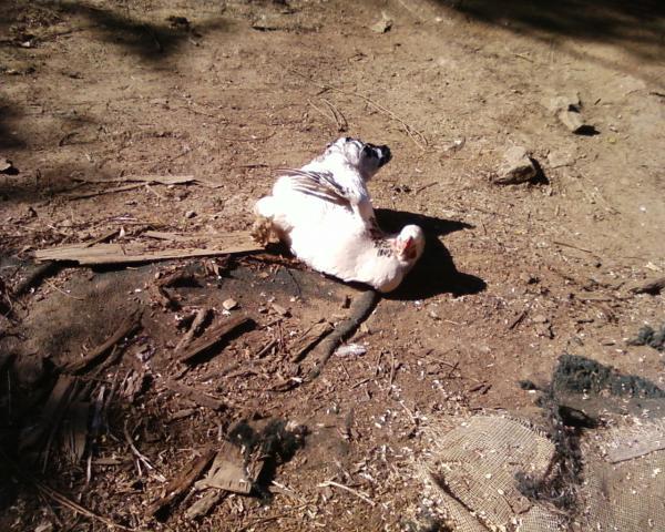 41950_photo0306.jpg