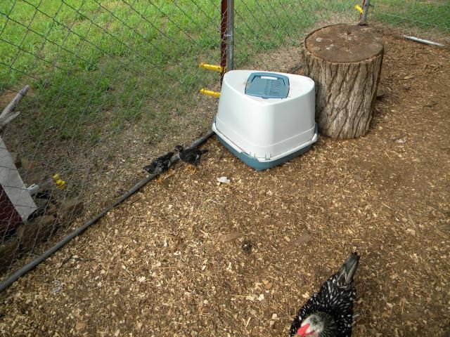 41955_dscn2705.jpg