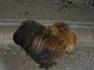42003_100_0496.jpg