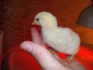 42003_100_0508.jpg