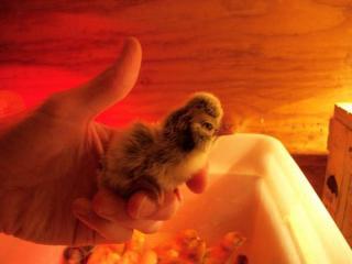 42003_100_0527.jpg