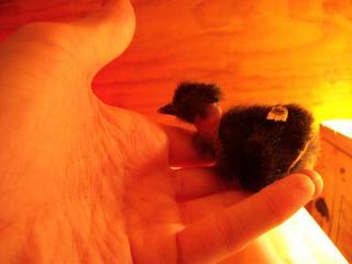 42003_100_0528.jpg
