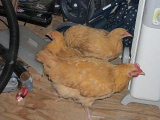 42003_100_0540.jpg