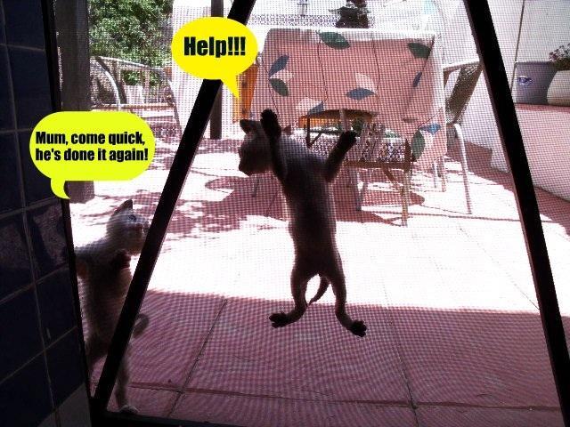 42026_kitten_on_mesh.jpg