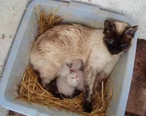 42026_kittens_day_8.jpg
