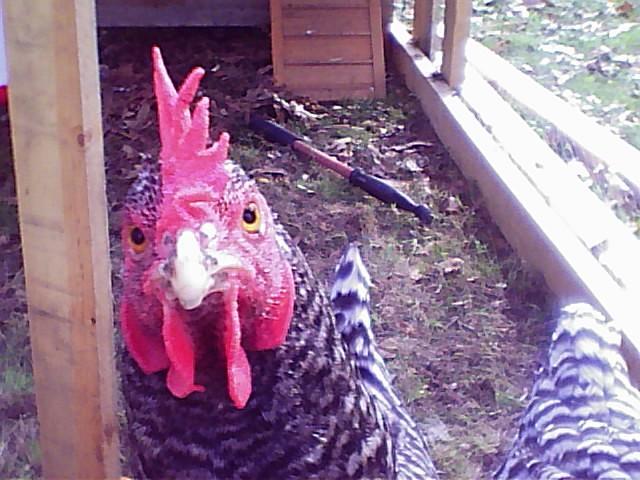 42035_img00128.jpg
