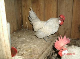 42079_chicks_007.jpg