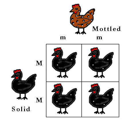 42099_colour_genes_punnett_squares_10.jpg