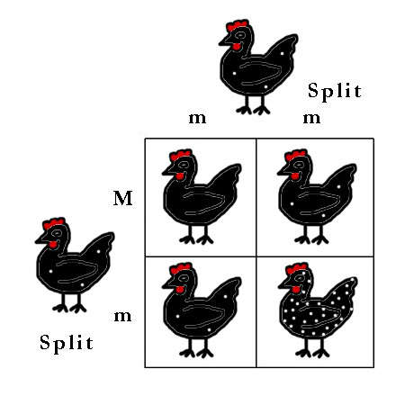 42099_colour_genes_punnett_squares_12.jpg