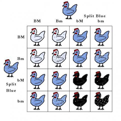 42099_colour_genes_punnett_squares_15.jpg