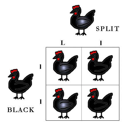 42099_colour_genes_punnett_squares_2.jpg