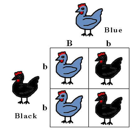 42099_colour_genes_punnett_squares_5.jpg