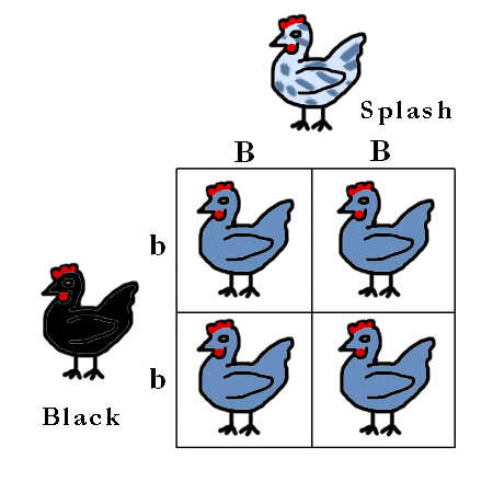 42099_colour_genes_punnett_squares_6.jpg