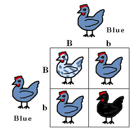 42099_colour_genes_punnett_squares_7.jpg