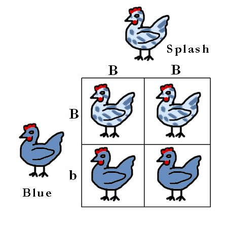 42099_colour_genes_punnett_squares_8.jpg