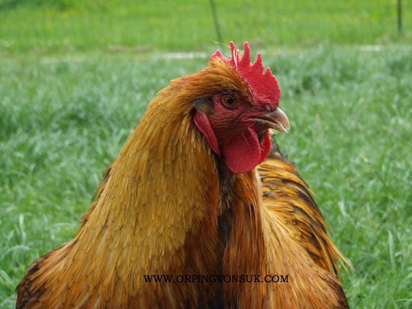 42099_gold-laced-orpington-cockerel_1.jpg