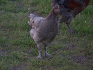 42128_chicken_pics_002.jpg