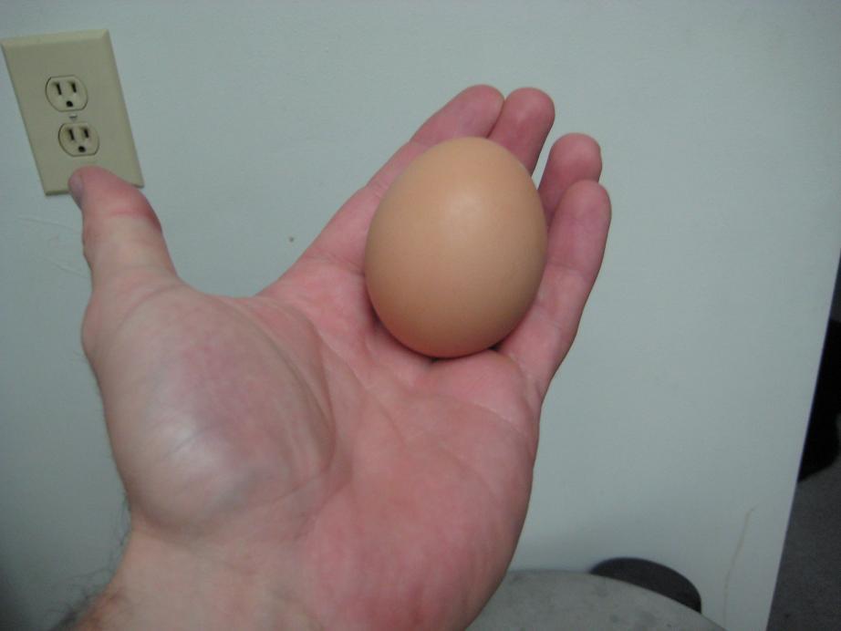 42152_chicken_egg2.jpg