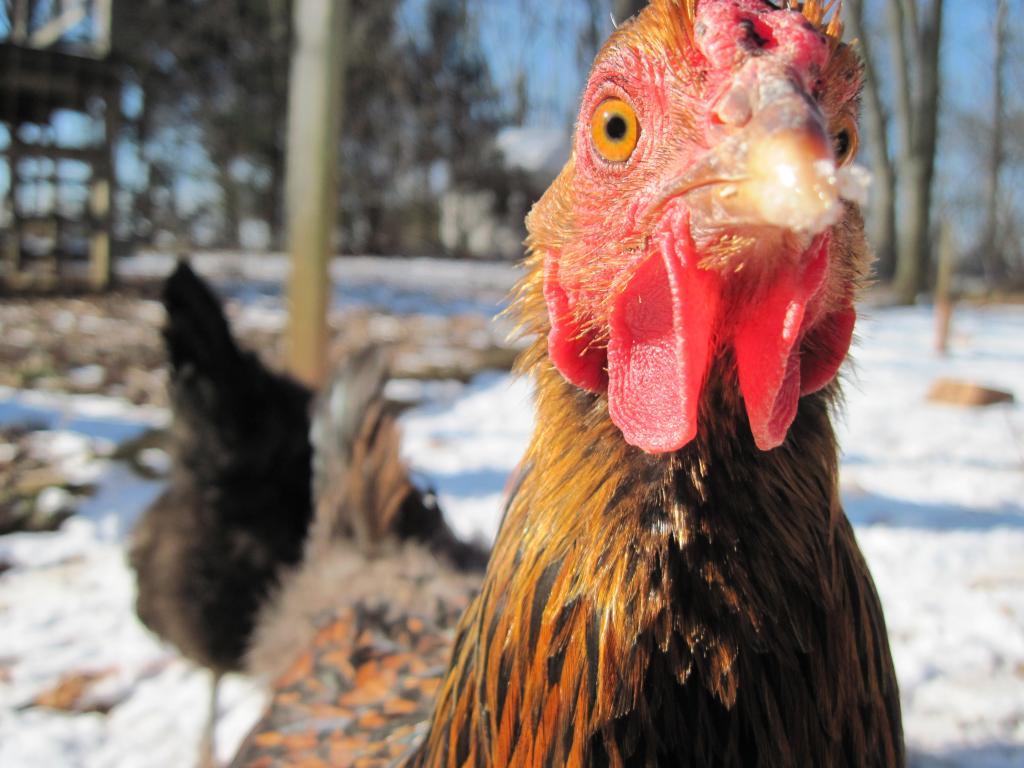 42183_winter_chickens_051.jpg