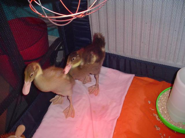 42264_dsc00554.jpg