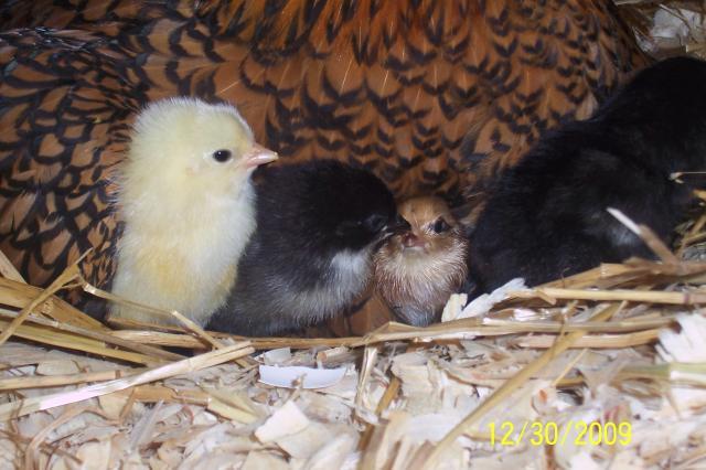 42269_new_baby_chicks_12_30_09_008.jpg