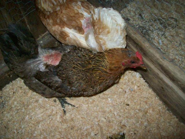 42288_lighter_hen.jpg