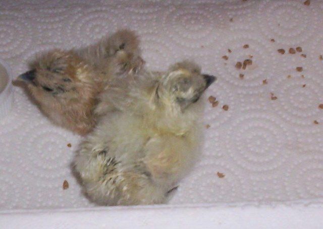 4231_aug_24_two_silkies.jpg