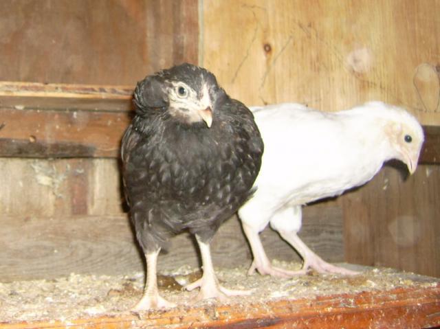 42359_1_araucanas.jpg