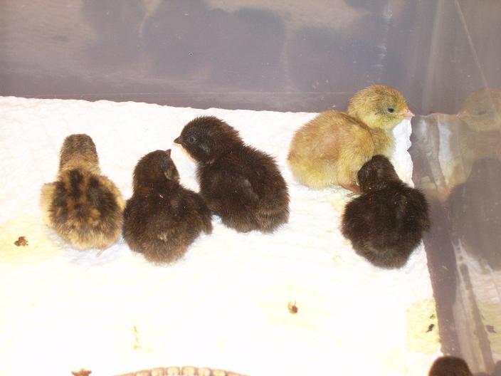 42359_1_quail_babies_small.jpg