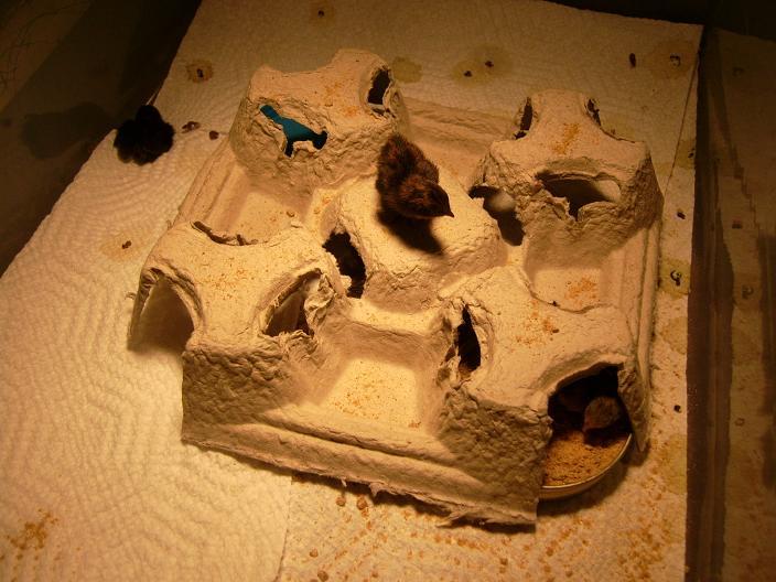 42359_1_quail_hut_small.jpg