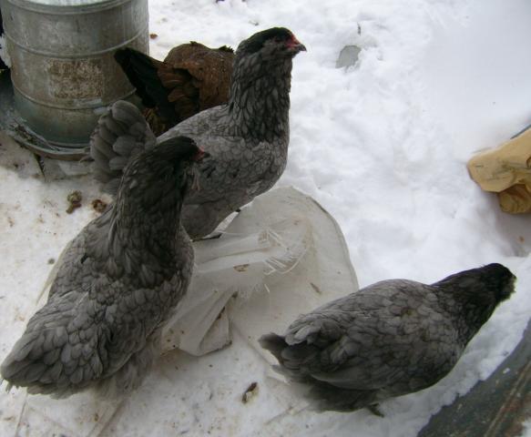 42359_3_blue_pullets.jpg