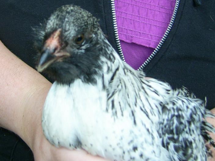 42359_araucana_2.jpg