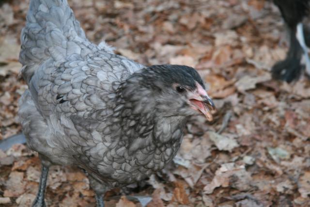 42359_blue_pullet_loling.jpg