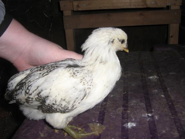 42359_chicks_045.jpg