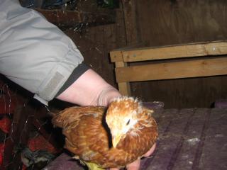 42359_chicks_050.jpg