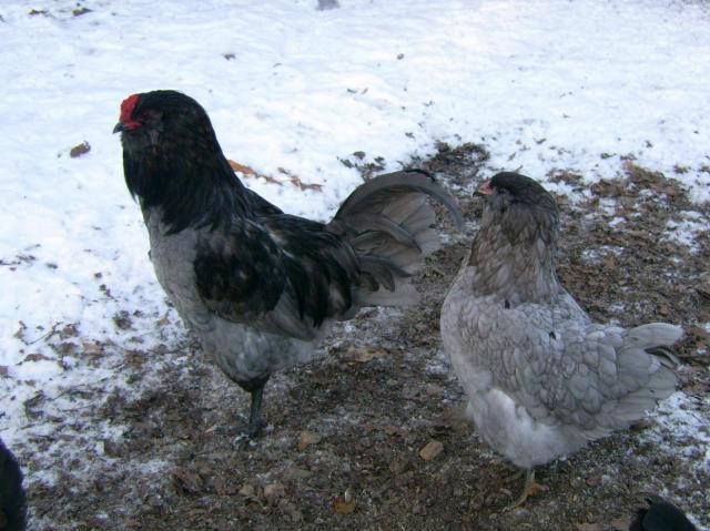 42359_pullet_and_roo.jpg