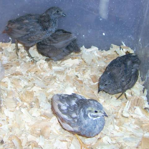 42359_quail_boys.jpg